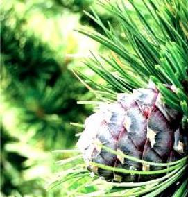 саженцы сосны кедровой сибирской - тип 2