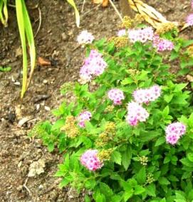 саженцы спиреи - вариант 3