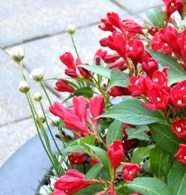 саженцы вейгелы - тип 1