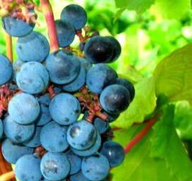 саженцы винограда амурский прорыв - вариант 3