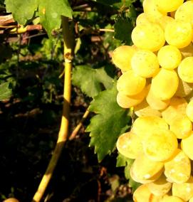 саженцы винограда римский рубин - модель 2