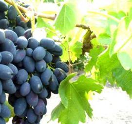 саженцы винограда ведьмины пальцы - модель 3