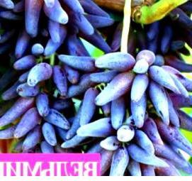 саженцы винограда ведьмины пальцы - модель 2