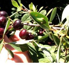 саженцы вишни бессеи - модель 1