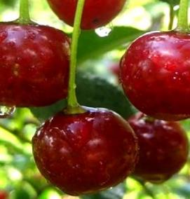 саженцы вишня любская - модель 1