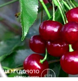 саженцы вишня любская - модель 4