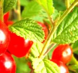 саженцы войлочной вишни - вариант 1