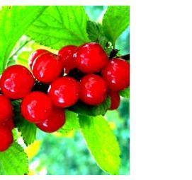 саженцы войлочной вишни - вариант 3