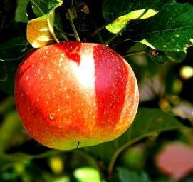 саженцы яблонь черенками - вариант 1