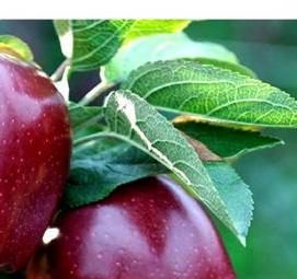 саженцы яблонь черенками - вариант 2