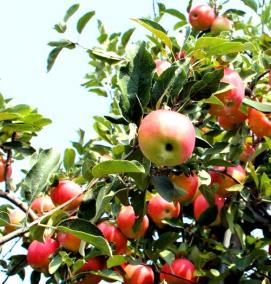 саженцы яблонь для урала - вариант 1
