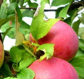 саженцы яблони черный бриллиант - тип 1