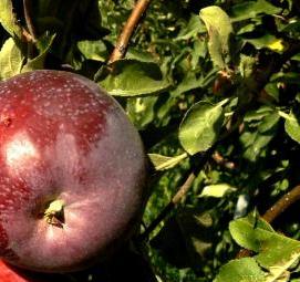 саженцы яблони черный бриллиант - тип 3