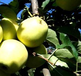 саженцы яблони голден делишес - тип 1