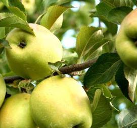 саженцы яблони голден делишес - тип 3