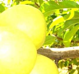 саженцы яблони голден - модель 3