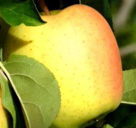 саженцы яблони голден - модель 2