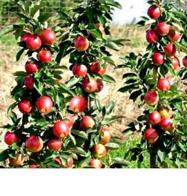 саженцы яблони и сливы - модель 1