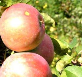 саженцы яблони коробовка - модель 1