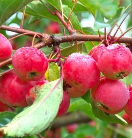 саженцы яблони ранетки - тип 1