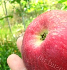 саженцы яблони слава победителям - модель 1