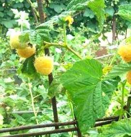 саженцы желтой малины - тип 1