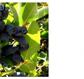 саженцы жимолости съедобной - вариант 2