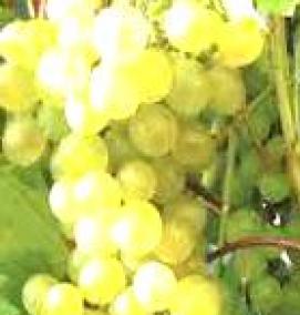 саженцы зимостойкий виноград - вариант 1