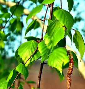 саженец березы плакучей - вариант 1