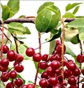 саженец черемухи виргинской - вариант 4