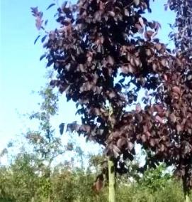 саженец черемухи виргинской - вариант 3