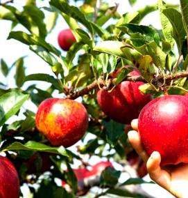 саженец дикой яблони - тип 4