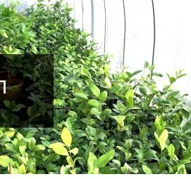 саженец лимона комнатного - вариант 1