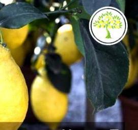 саженец лимона комнатного - вариант 2