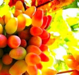 саженец виноград дамские пальчики - модель 3