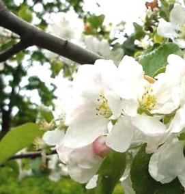 саженец яблони джонатан - тип 4