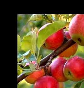 саженец яблони джонатан - тип 3