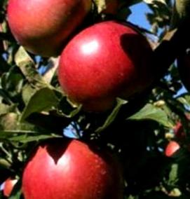 саженец яблони джонатан - тип 2