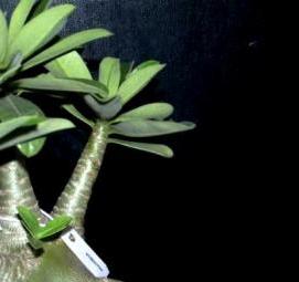 семена адениума - модель 1