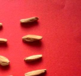 семена адениума - модель 4