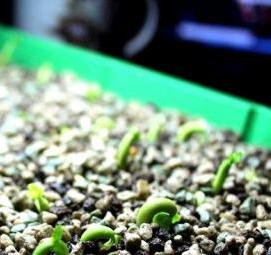 семена адениума - модель 3