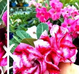 семена адениума - модель 2