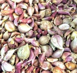 семена чеснока - вариант 4