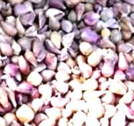 семена чеснока - вариант 3