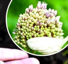 семена чеснока - вариант 2