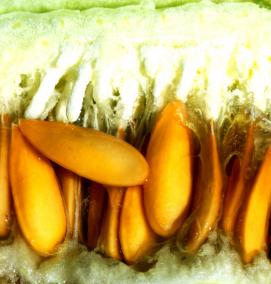 семена дыни - вариант 1