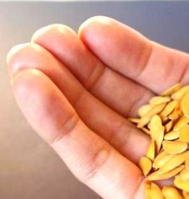 семена дыни - вариант 4