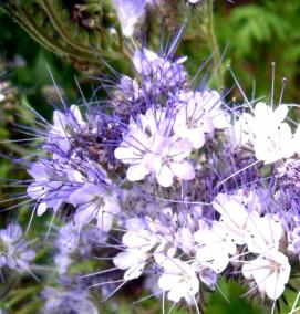 семена фацелии - тип 1