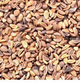 семена фацелии - тип 3