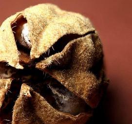 семена гибискуса - вариант 1